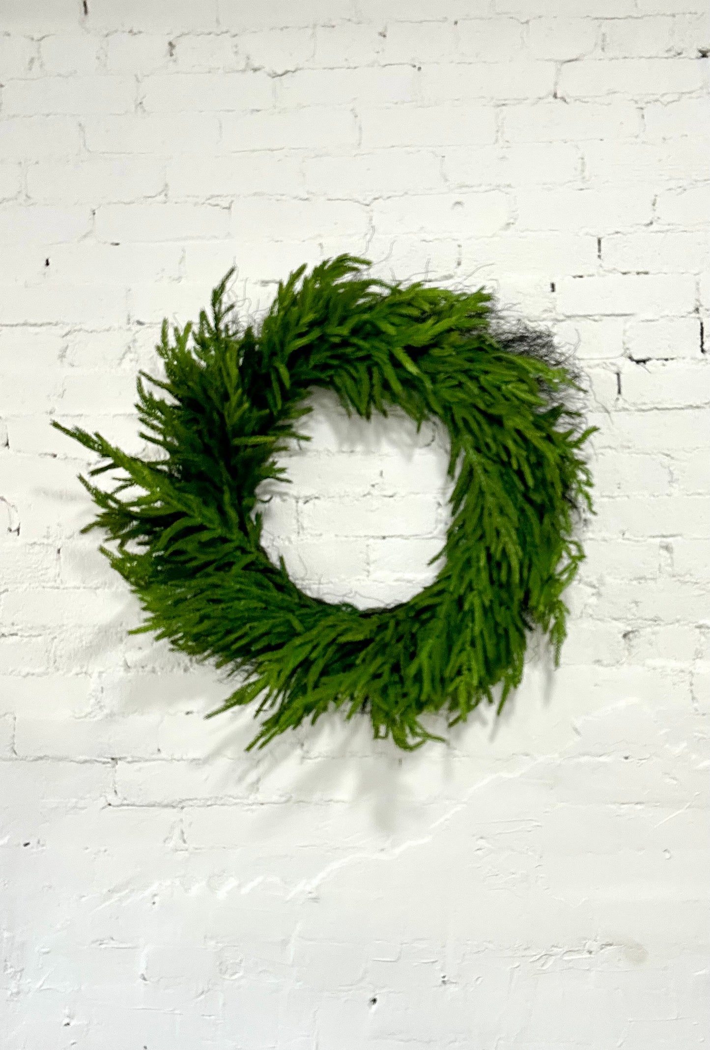 FRESH TOUCH NORFOLK PINE WREATH 30”