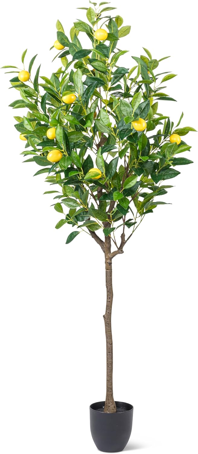 Medium Lemon Tree