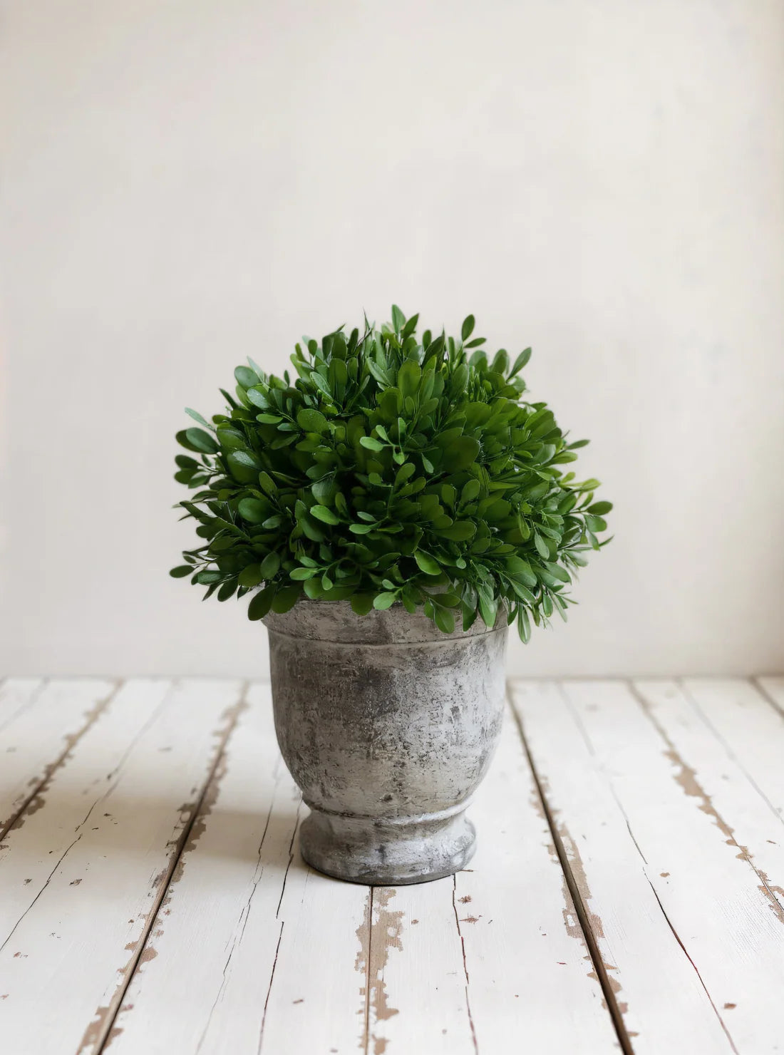 BOXWOOD IN CEMENT POT