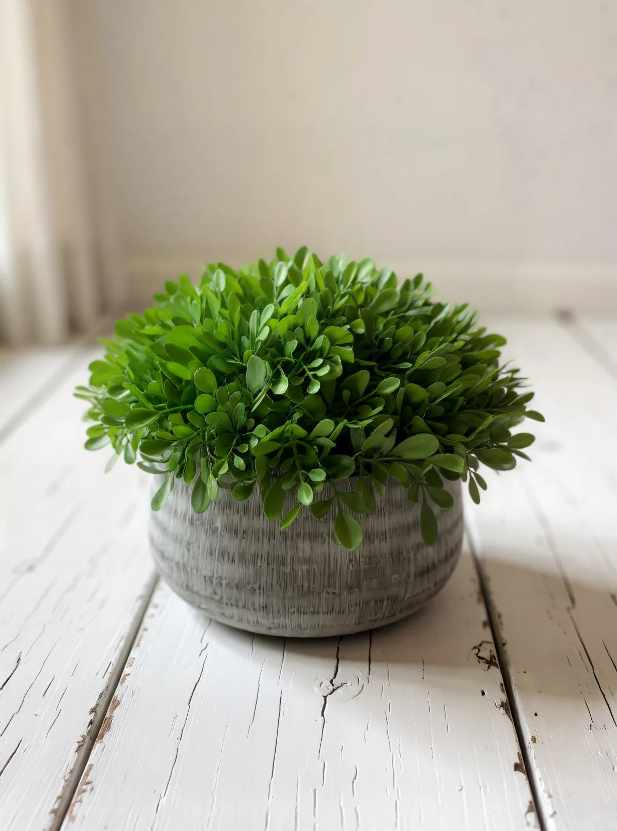BOXWOOD IN CEMENT POT 8”