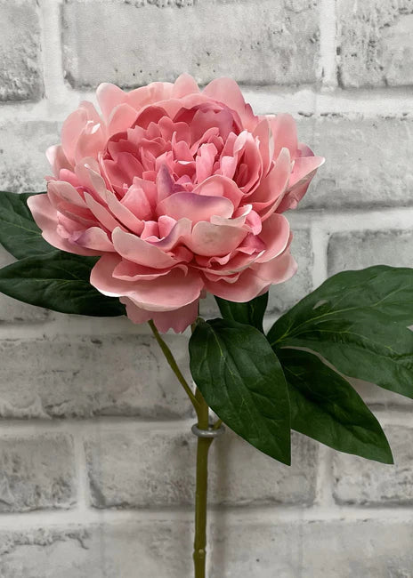 PINK FRESH TOUCH PEONY STEM( final sale)