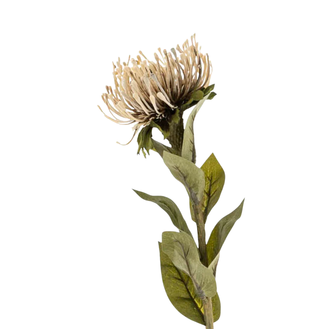 Pin Cushion Floral Stem Natural