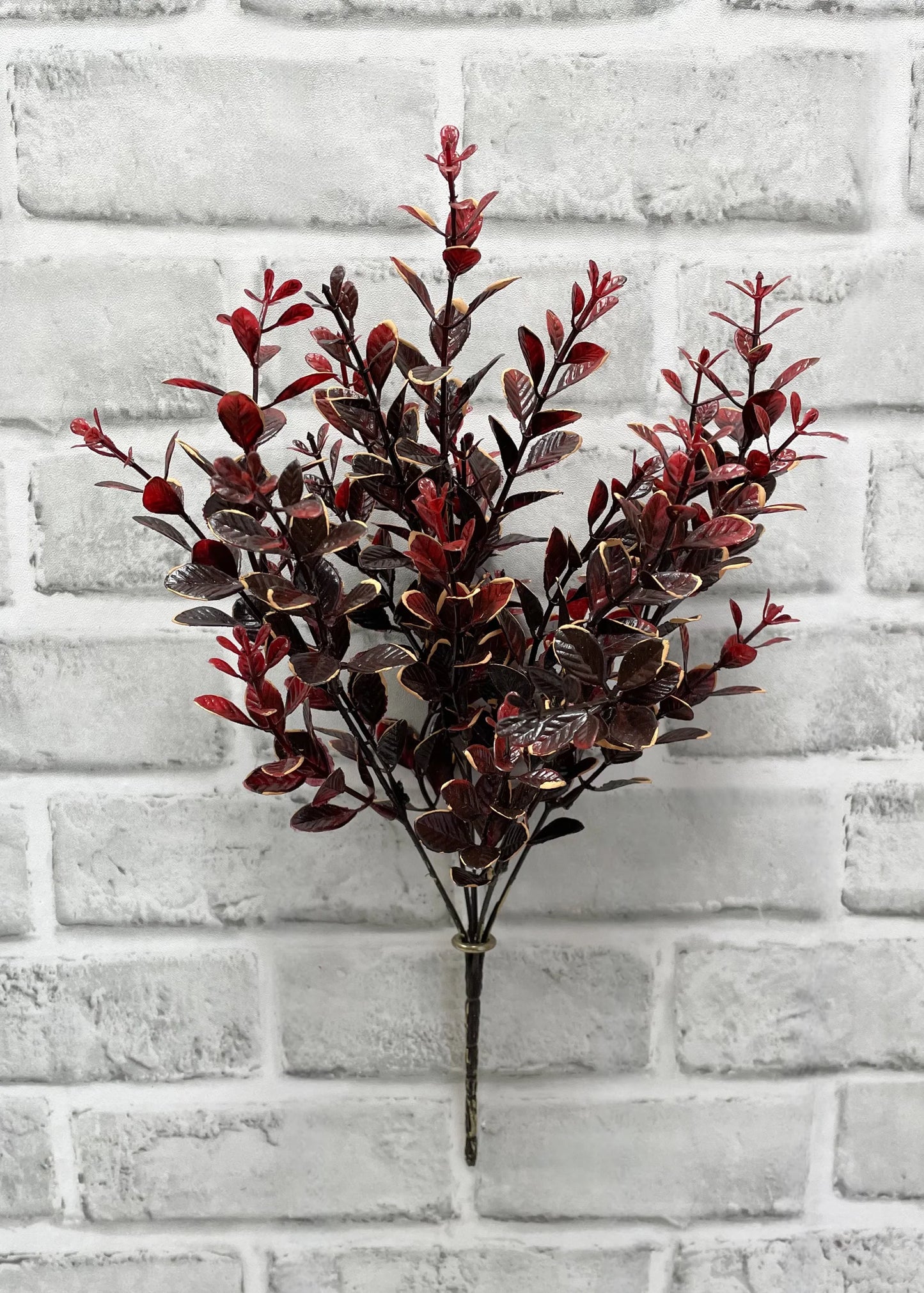 BURGUNDY EUONYMUS BUSH