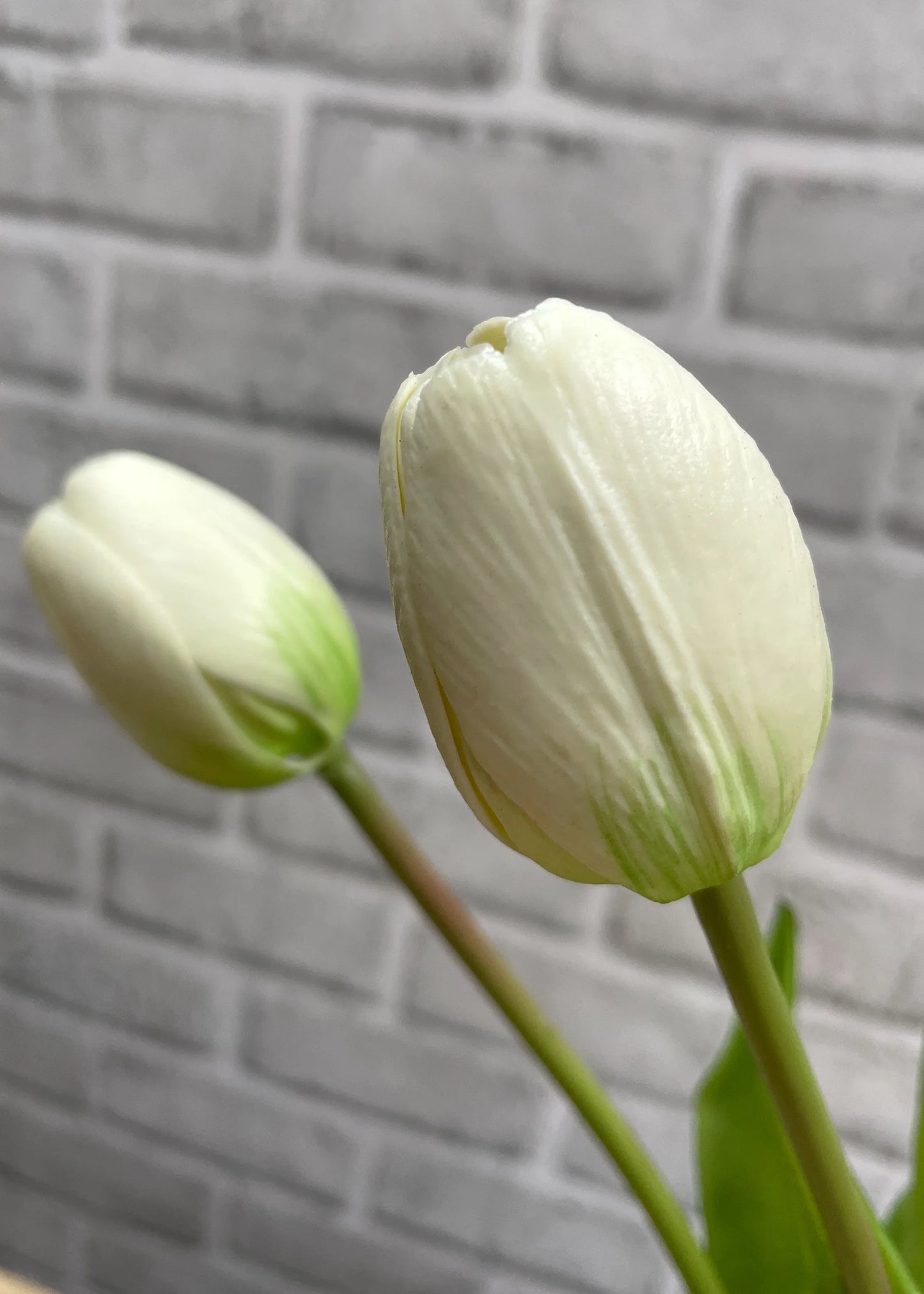 FRESH TOUCH DYNASTY TULIP BUNDLE-WHITE