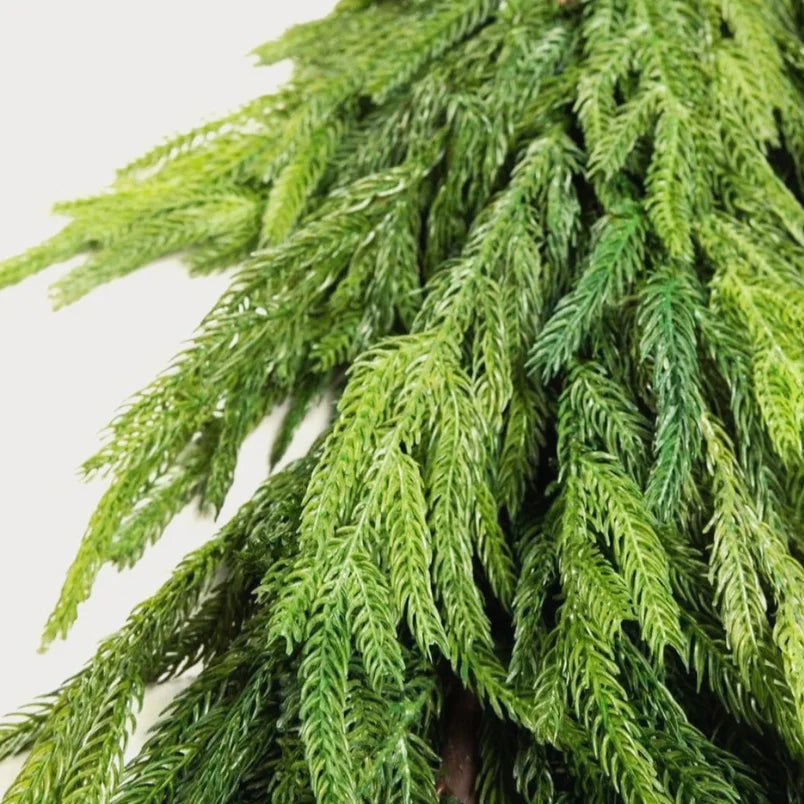 Fresh Touch Thick Norfolk Pine Garland-77”