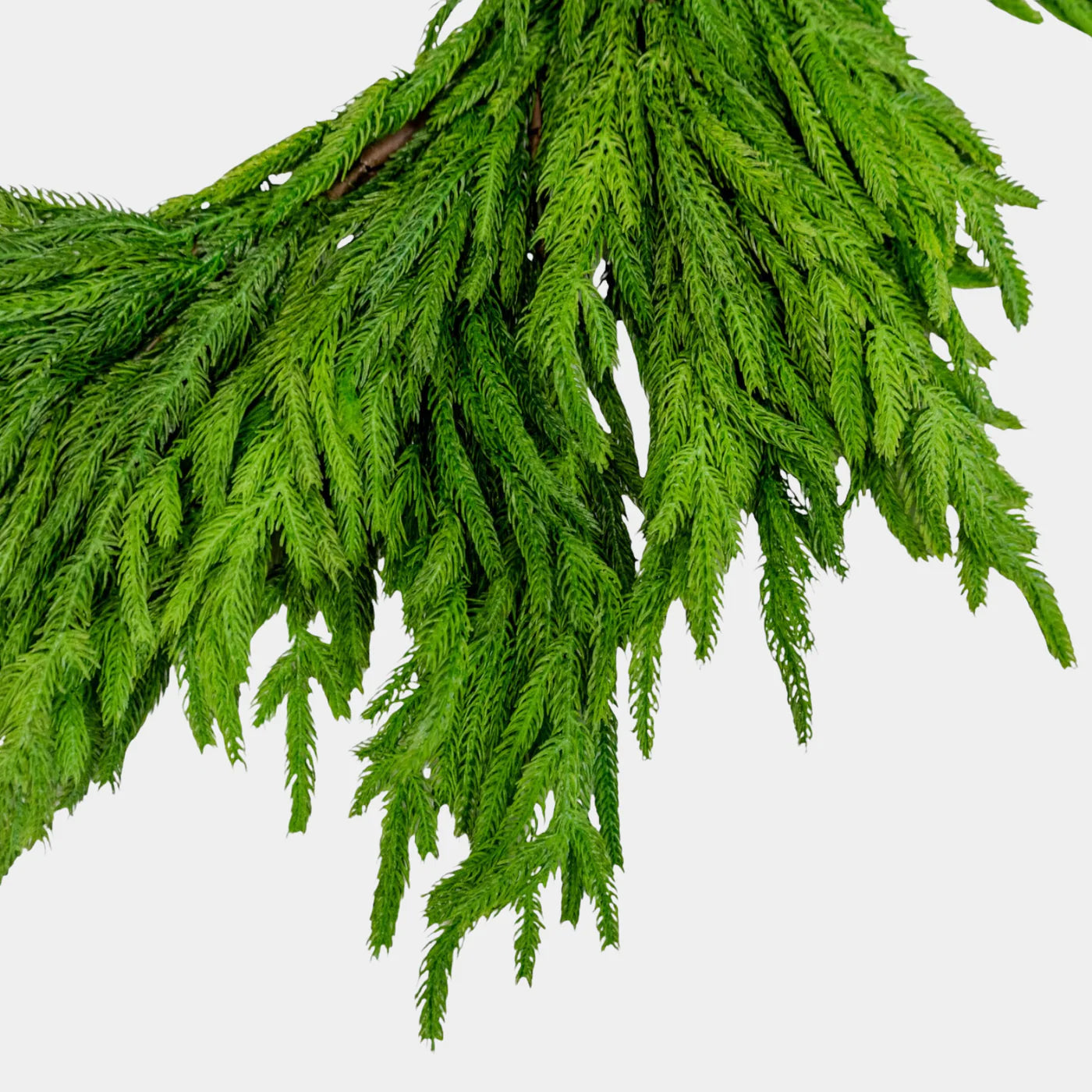 Fresh Touch Thick Norfolk Pine Garland-71”
