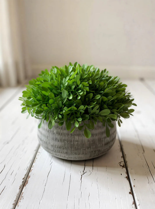 BOXWOOD IN CEMENT POT 8”