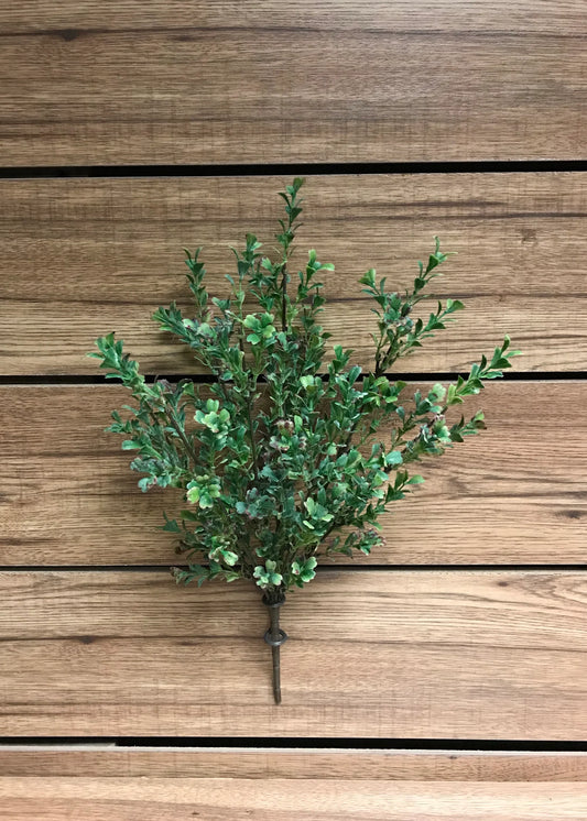 BOXWOOD BUSH