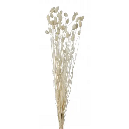 Phalaris Grass -White