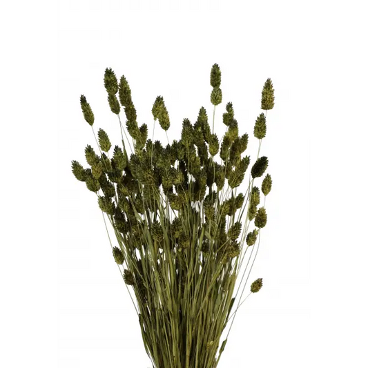 Phalaris Grass -Moss Green