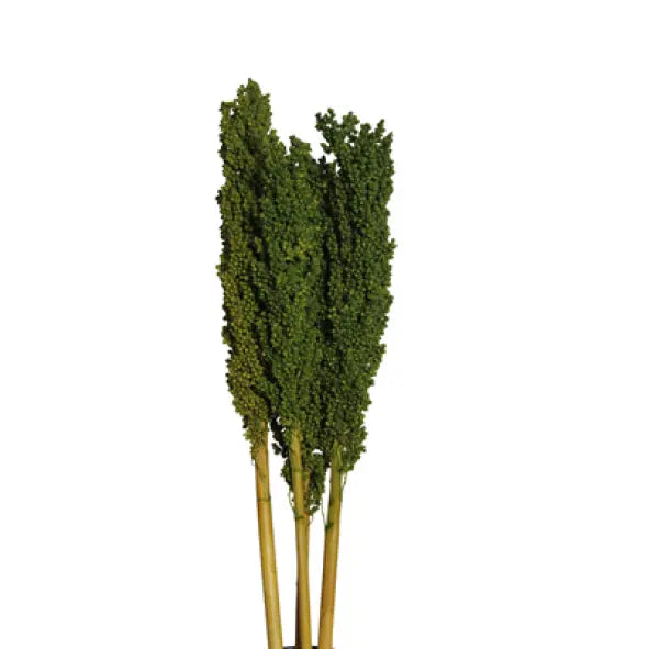 milo (3-4 stem) moss green