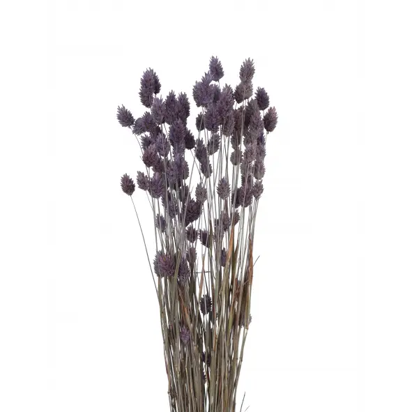 Phalaris Grass -light purple