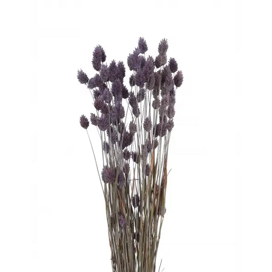 Phalaris Grass -light purple