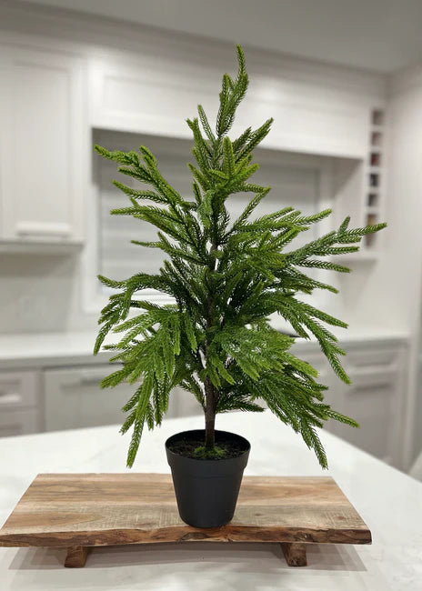 Fresh Touch Norfolk Pine Tree Potted-26”