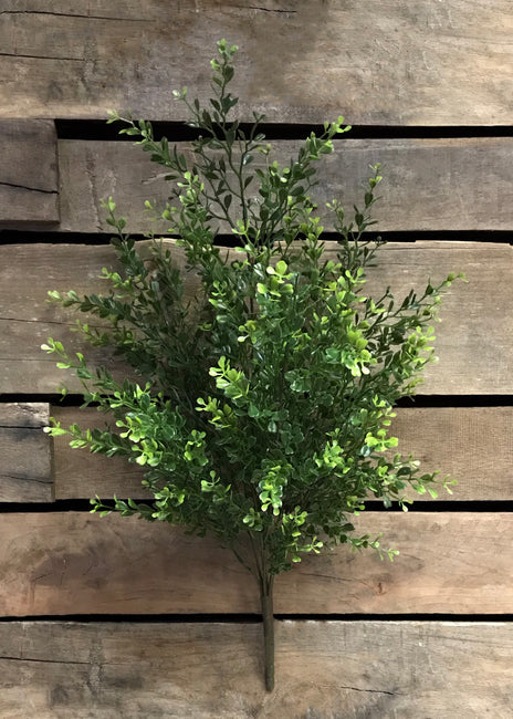 BOXWOOD BUSH 22”