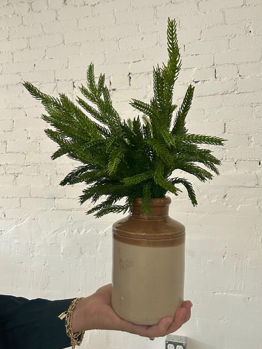 FRESH TOUCH NORFOLK PINE PICK BUNDLE-12"