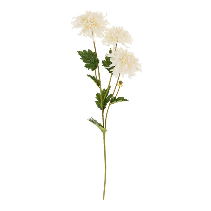White Chrysanthemum